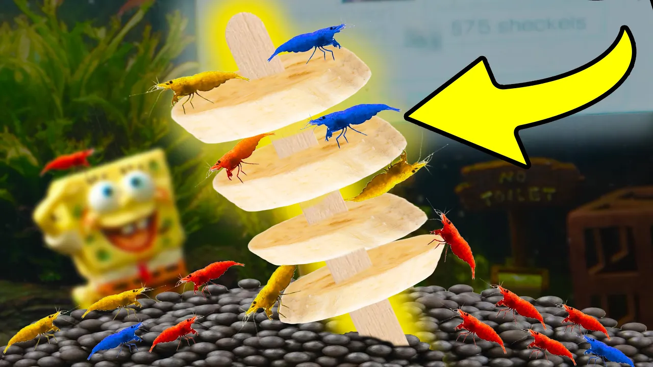 Shrimp Tank Live banana thumbnail