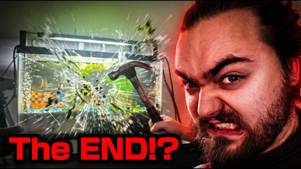 Shrimp Tank Live — The End thumbnail